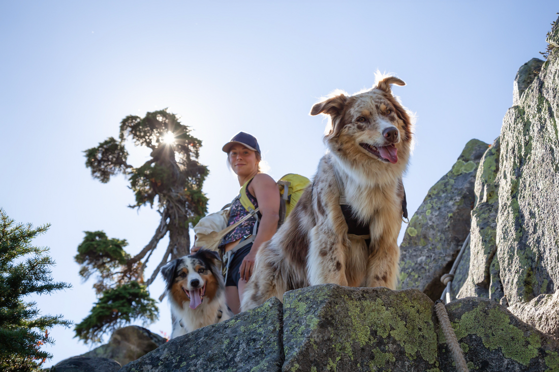 Top 5 Dog-Friendly Hiking Trails