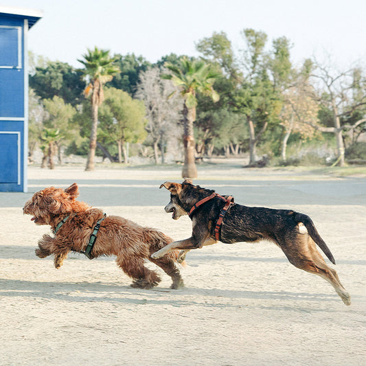 Your Dog, Your Trail: How to Gear Up for Safe and Meaningful Outdoor Adventures