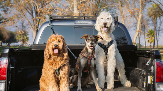 Why Your Pet Deserves a Harness: Comfort, Safety, and Control