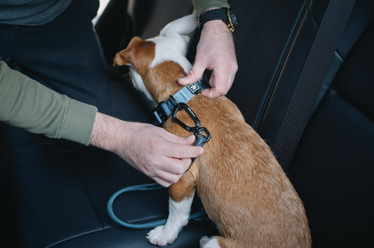 Why Securing Your Pet with a Seat Belt Leash Matters