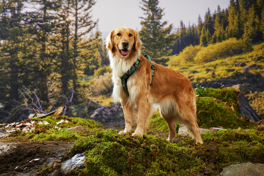 How to Choose Dog-Friendly Trails and Prepare for the Journey