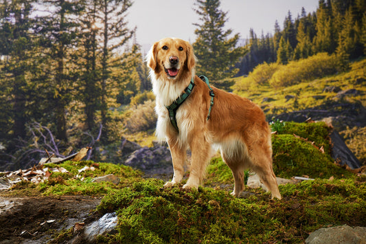 How to Choose Dog-Friendly Trails and Prepare for the Journey