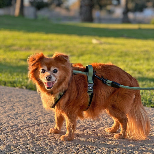 5 Benefits of a Properly Fitted Dog Harness