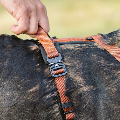 Adventure Series: TrailBlaze Harness