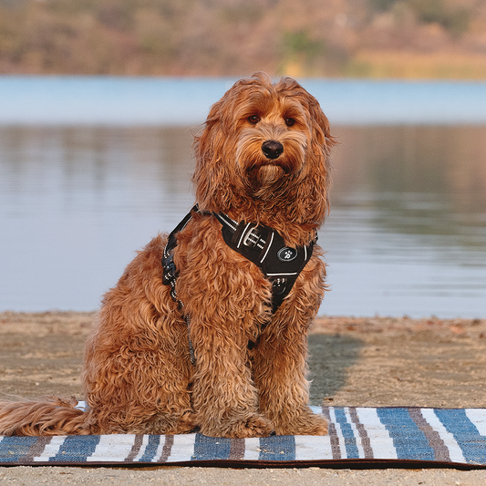 Tactical Series: Tactical Rover Harness