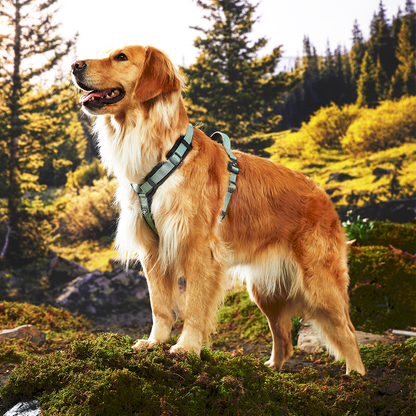 Adventure Series: TrailBlaze Harness