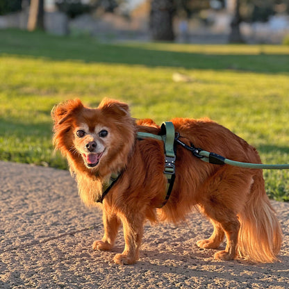 Adventure Series: TrailBlaze Harness